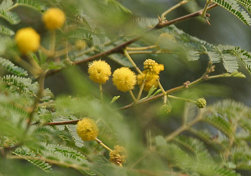 Vachellia nilotica